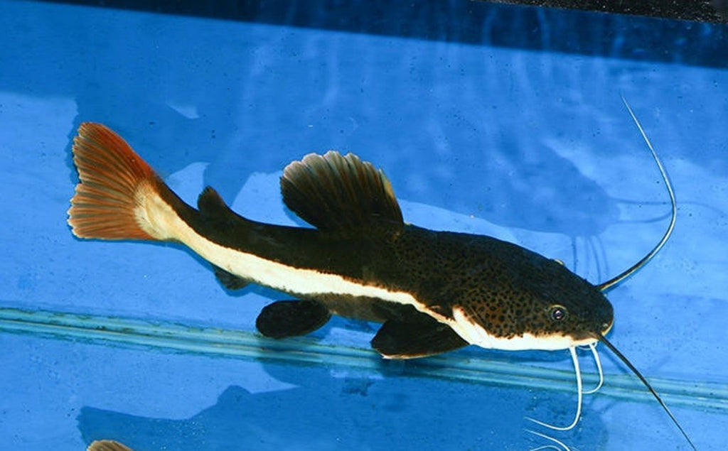 Red Tail Cat