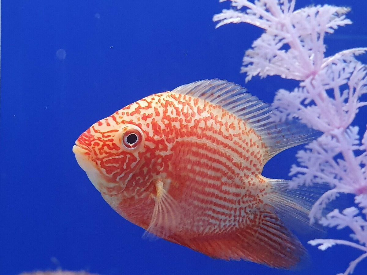 Red Shoulder Severum