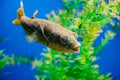 Fahaka Puffer