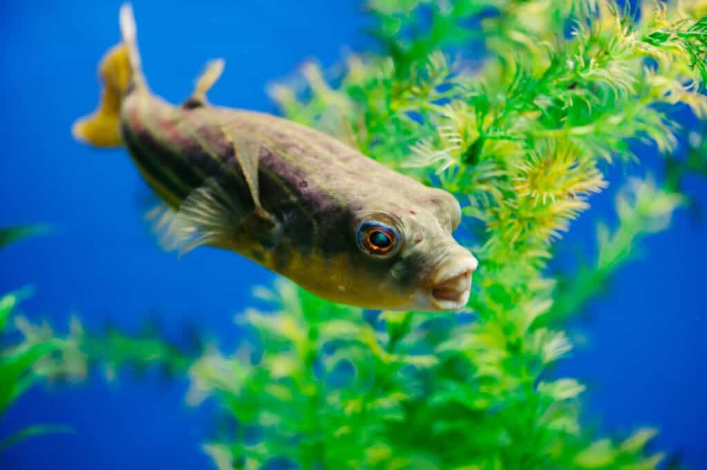 Fahaka Puffer