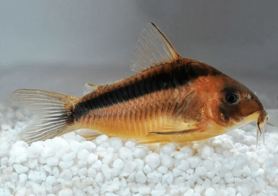 Rabauti corydoras