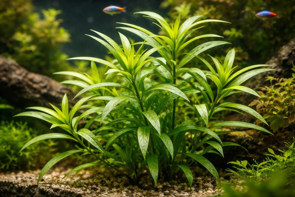 Hygrophila salicifolia