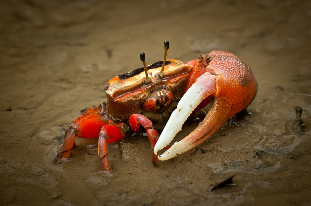 Single hand crab(fiddler crab)
