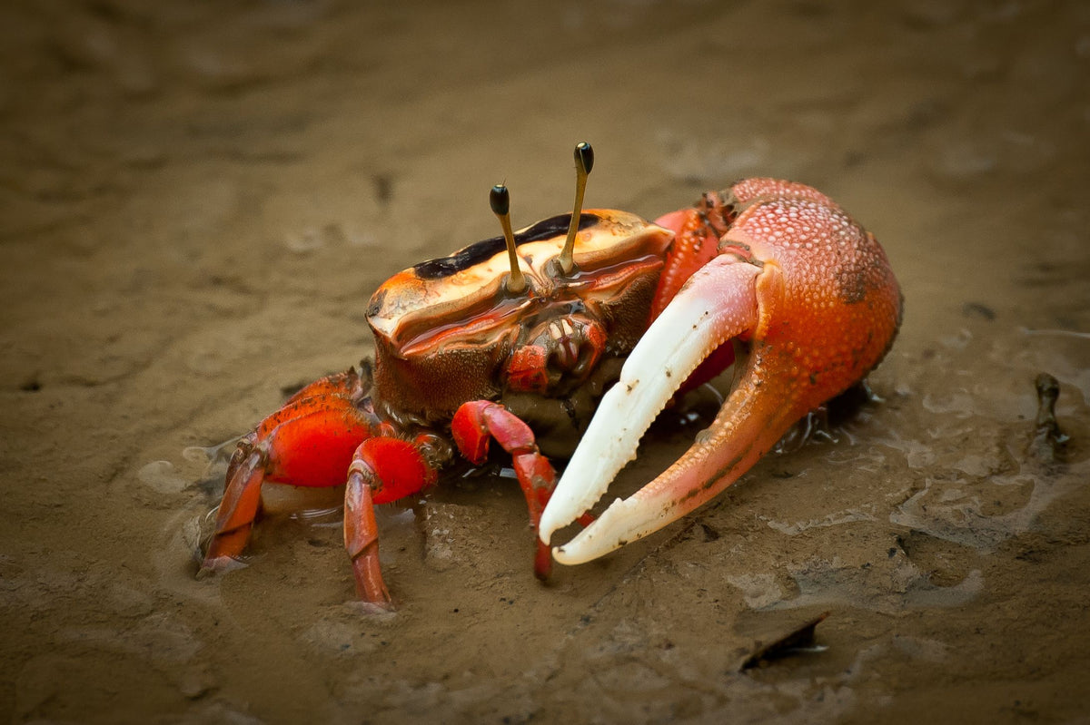 Single hand crab(fiddler crab)