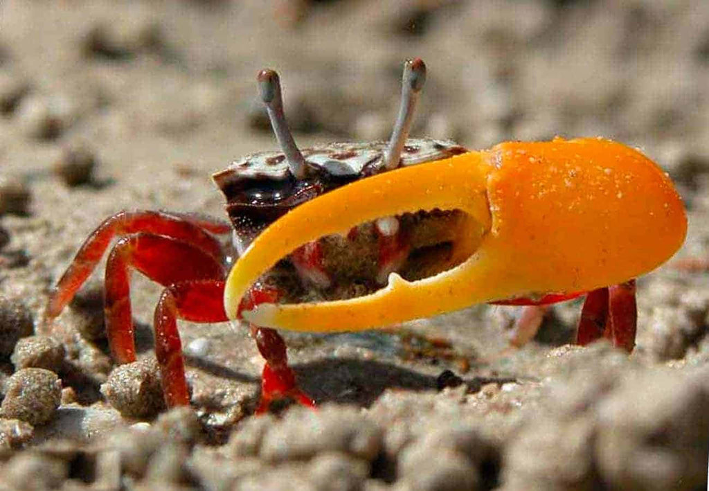 Single hand crab(fiddler crab)