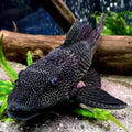 Black Plecko