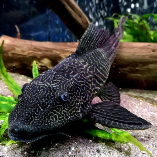 Black Plecko