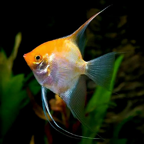 Golden Angelfish