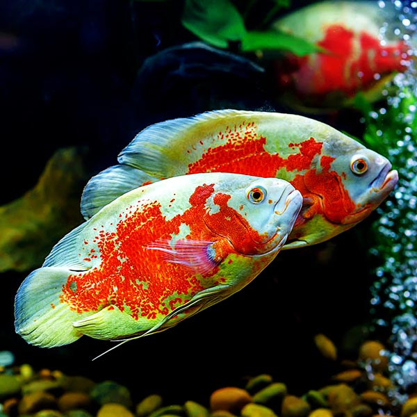 Fire Red Oscar