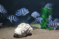 Frontosa Cichlid