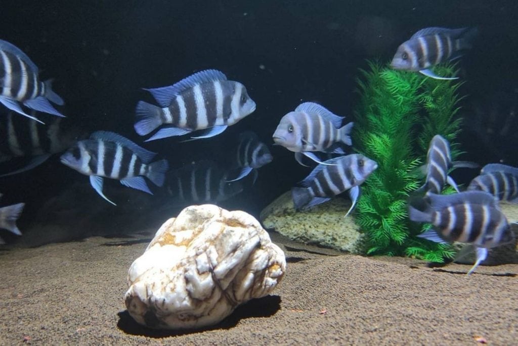 Frontosa Cichlid