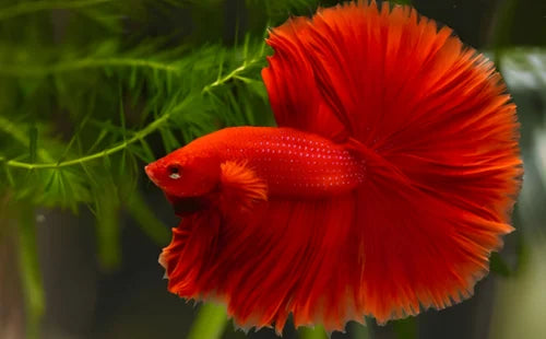 Fullmoon Betta