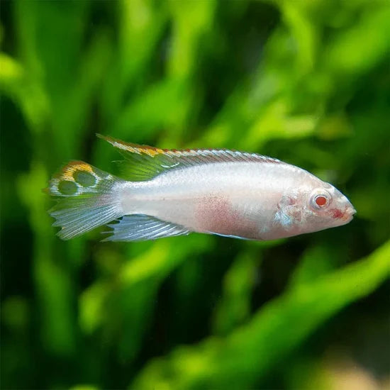 Albino Kribensis