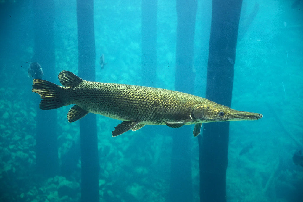 Alligator Gar