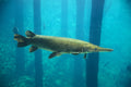 Alligator Gar