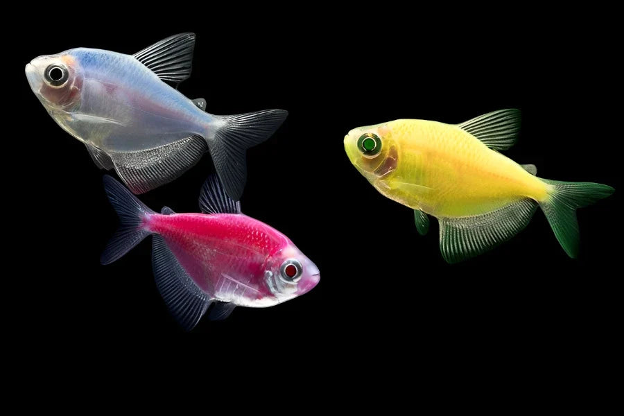 Mixed Widow Tetra