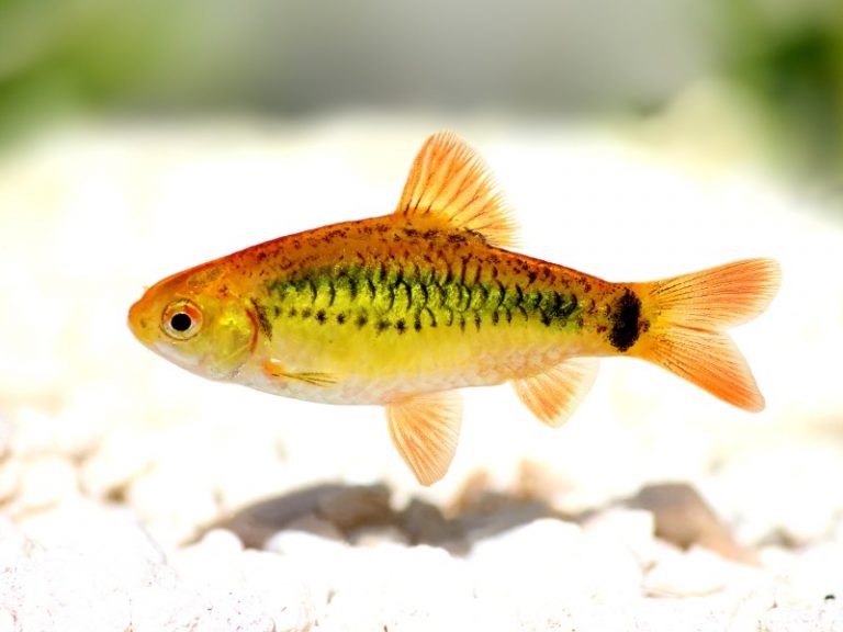 Golden Cherry barb