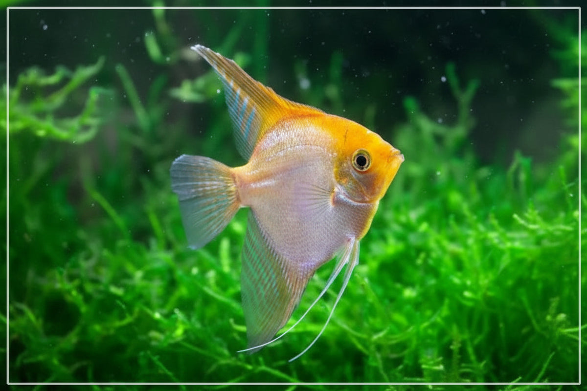 Golden Angelfish