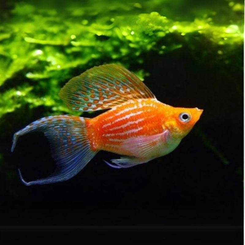 Golden ballon moontail