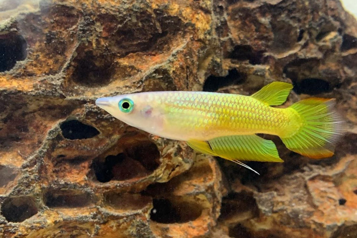 Golden Wonder Killifish