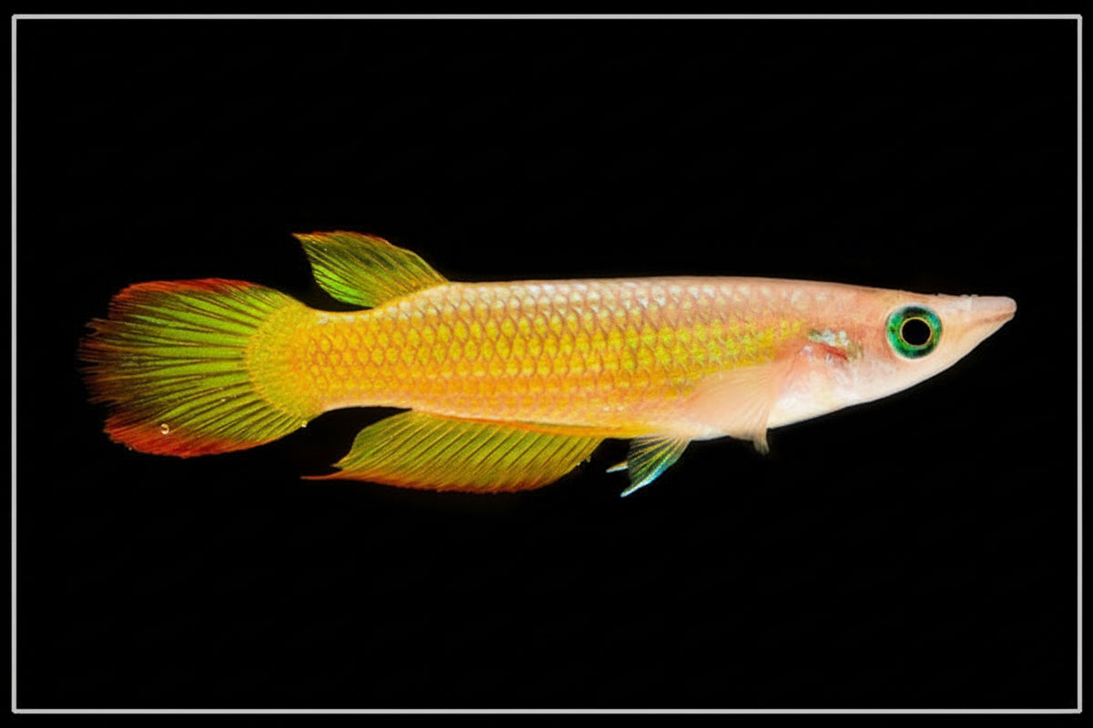 Golden Wonder Killifish