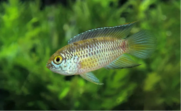 Goldeneye cichlid (Per Pair)
