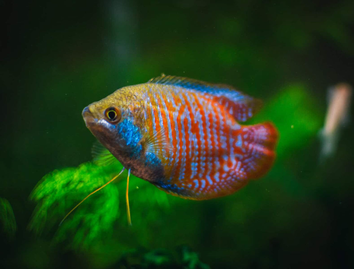 Top gourami