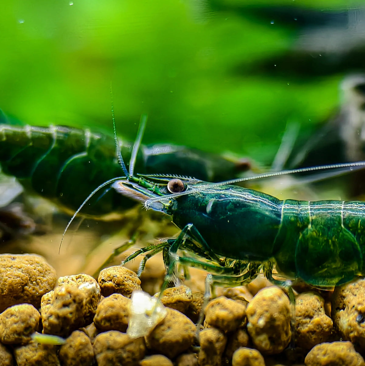 Green Shrimp