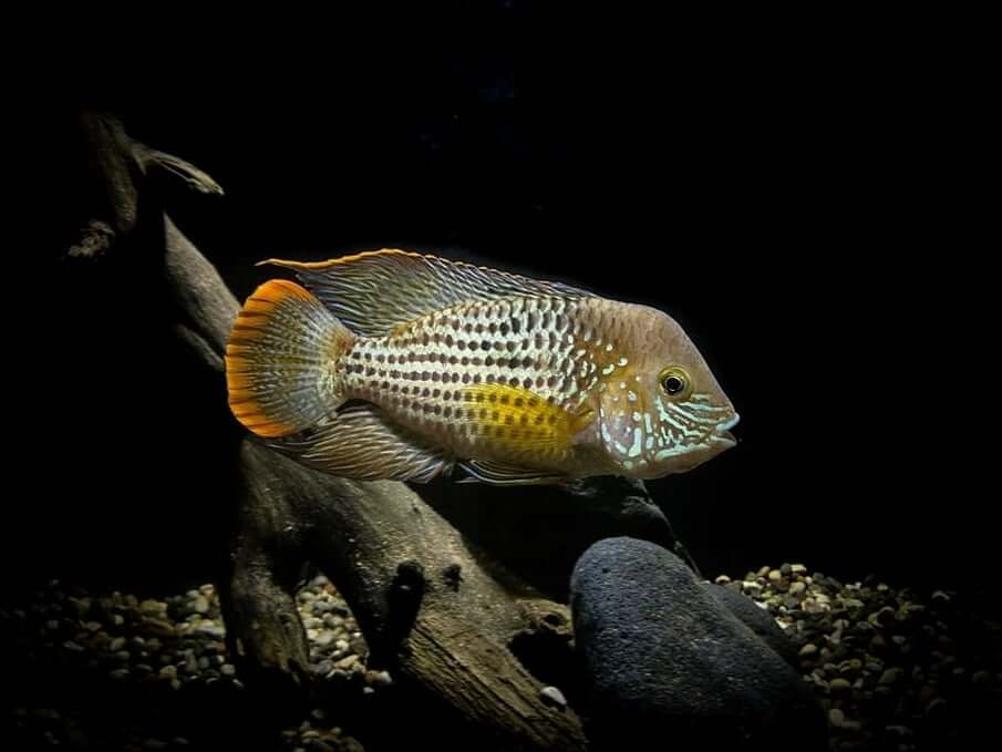 Green Terror Cichlids