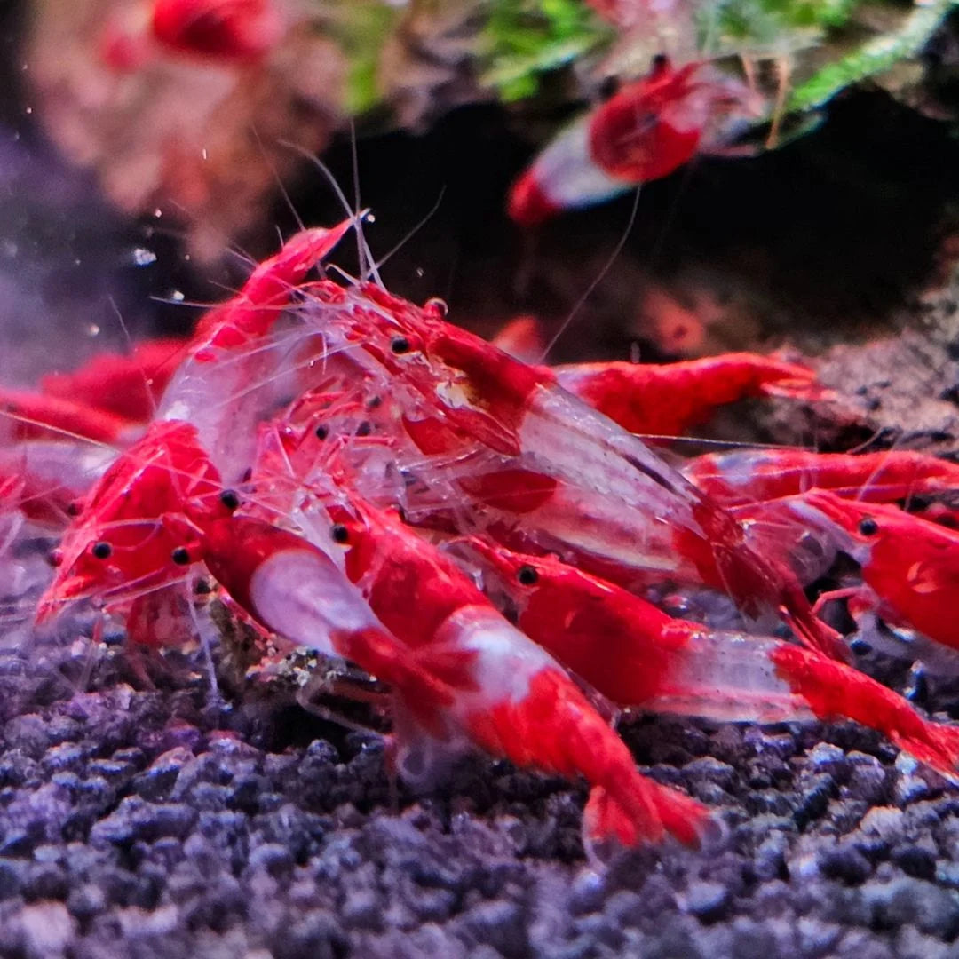 Red Rilly Shrimp