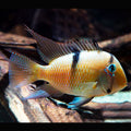Guinacara Dacreya