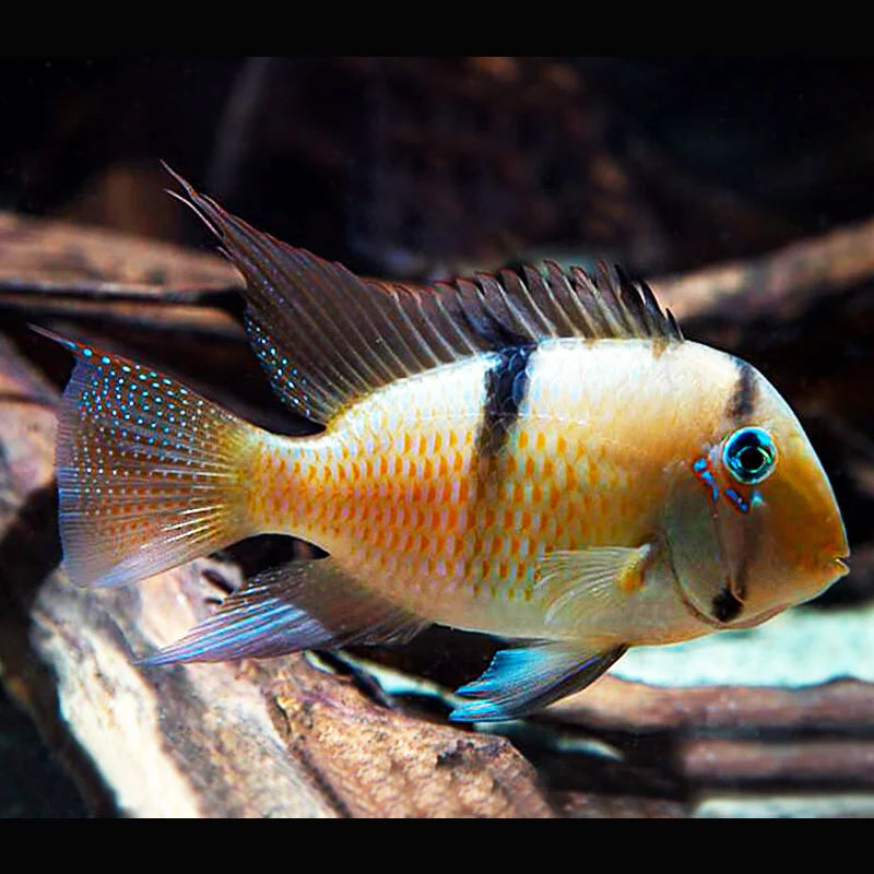 Guinacara Dacreya