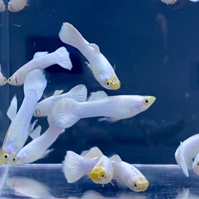 Snow White guppy pair