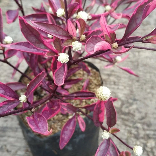 Alternanthera ficoidea