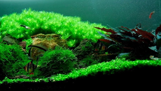 Rotala Green