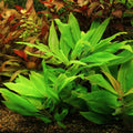 Hygrophila corymbosa