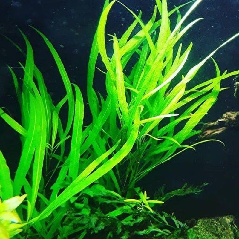 Hygrophila salicifolia