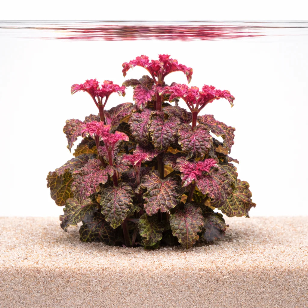 Hyptis lorentziana