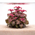 Hyptis lorentziana
