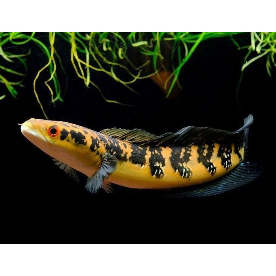 Yellow Santrum