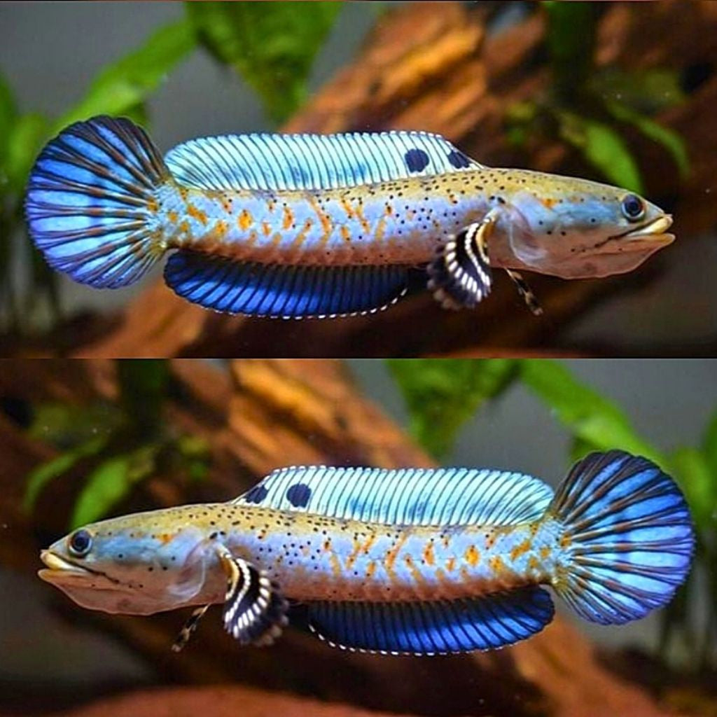 Blue Pulchara