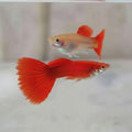 AFR guppy pair