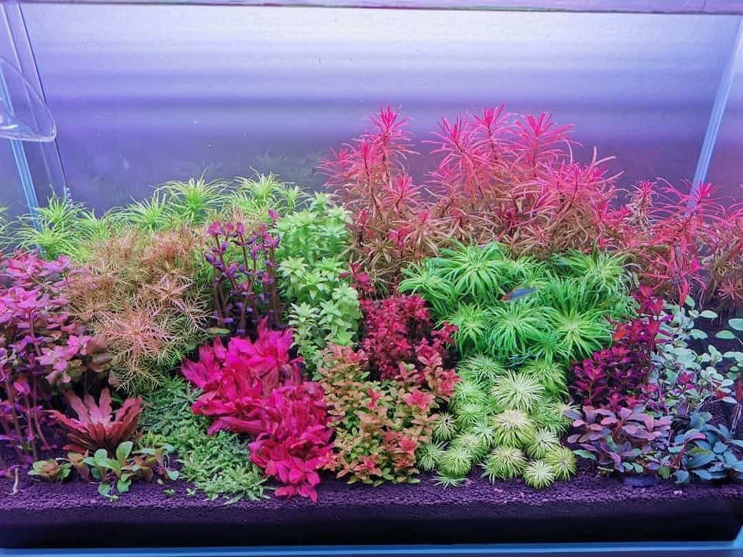 Stem Plants (Bunch)