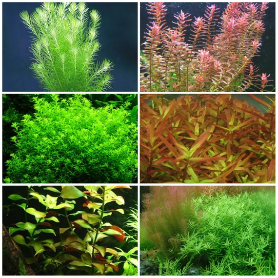Stem Plants (Bunch)