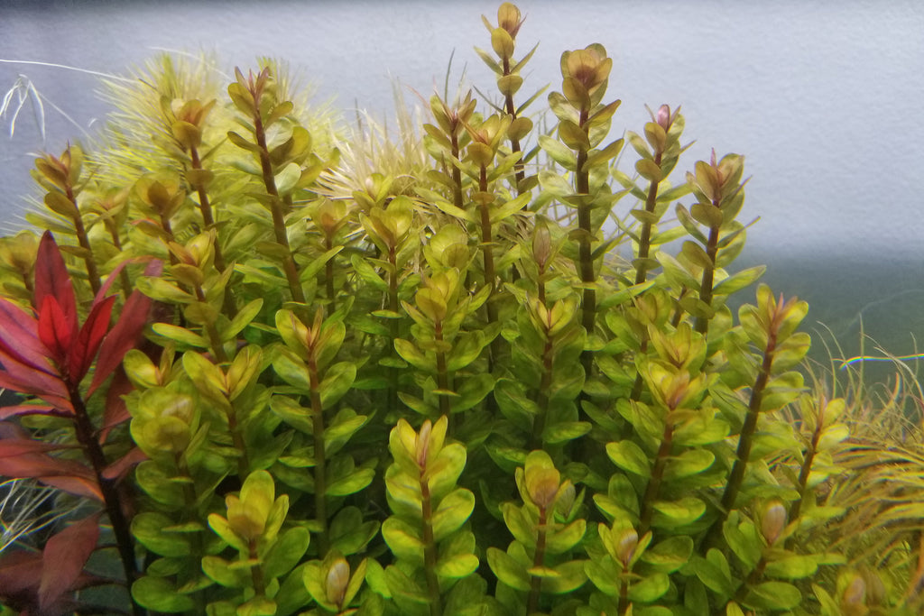 Rotala indica