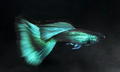Green Moscow Guppy