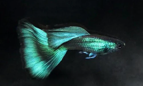 Green Moscow Guppy