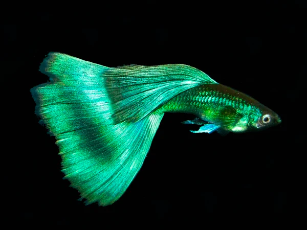 Green Guppy