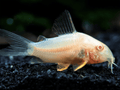 Albino cory