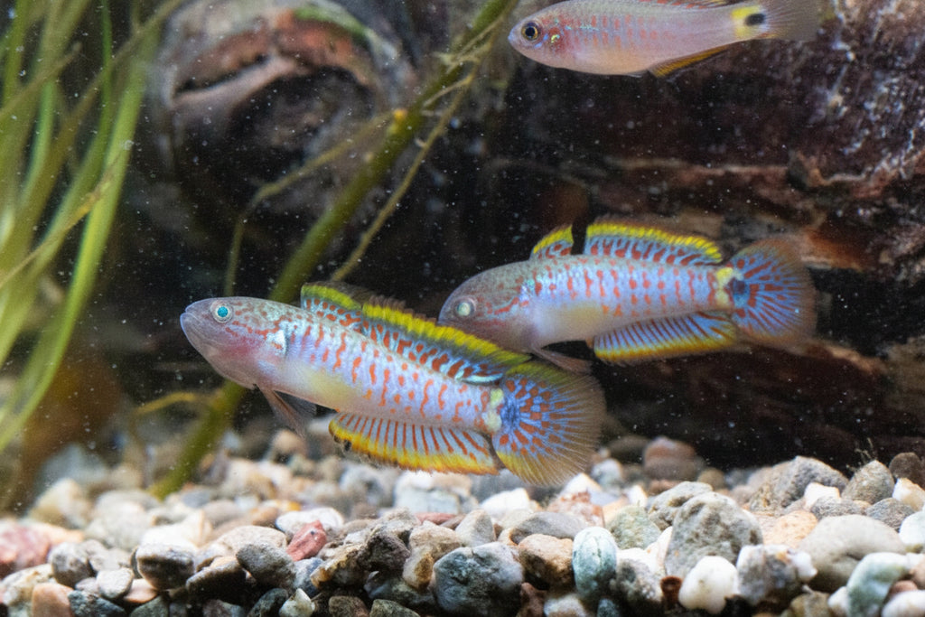 Peacock Gudgeon Pair (1.5 Inch)